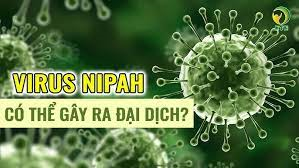 Virus Nipah bùng phát WHO cảnh báo có thể gây ra đại dịch tiếp theo
