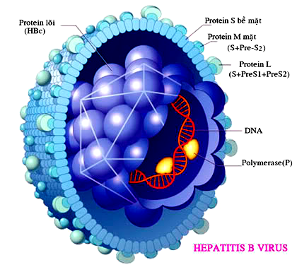 Làm gì khi xét nghiệm phát hiện có virus viêm gan B (HbsAg dương tính)?